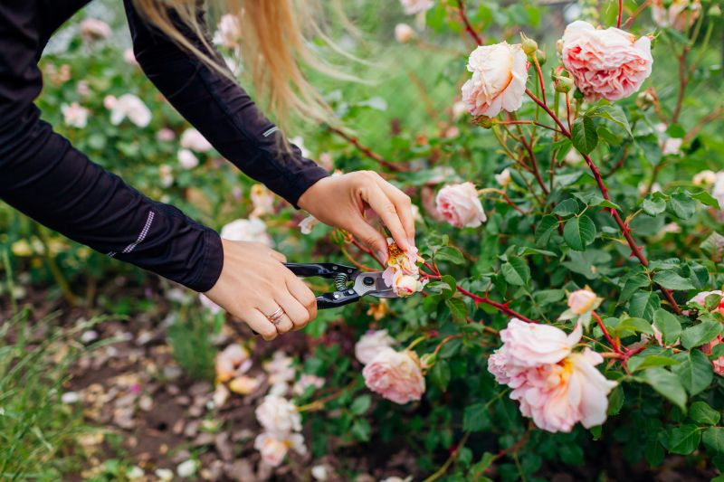 Bush Pruning in Rockwall, TX