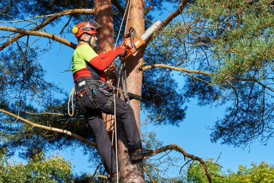 Commercial Tree Trimming in Allentown, PA