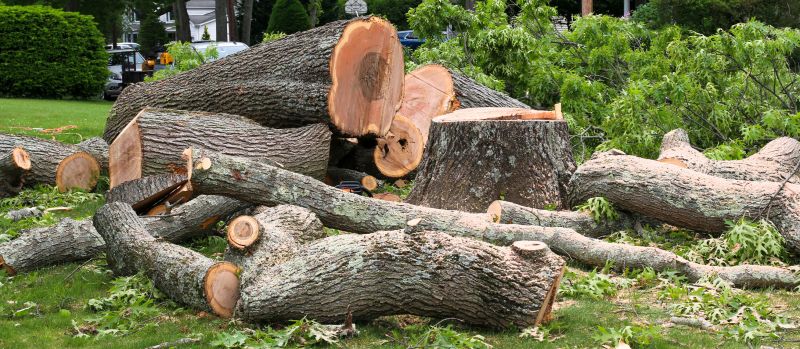 Dogwood Tree Removal in Doylestown, PA