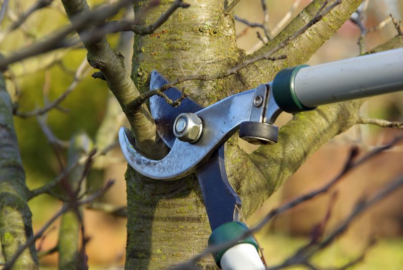 River Birch Trimming in Allentown, PA