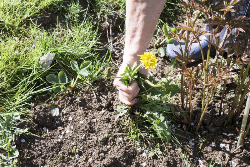 Weeding Service in Ventura County, CA