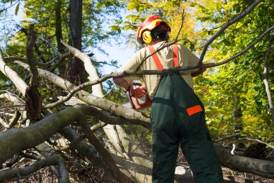 Protect the Area from Damages from Falling Tree Branches