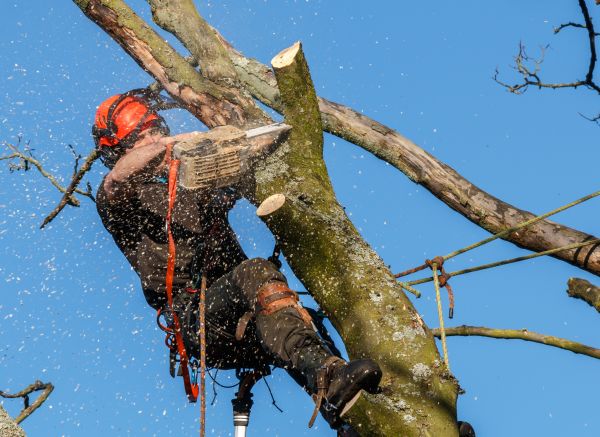 Tree Trimming Service
